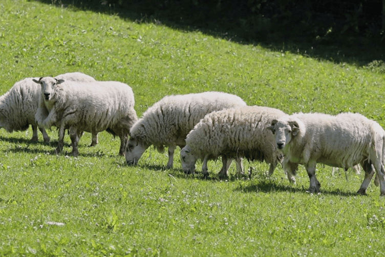 Sheep NFU worrying police Williton