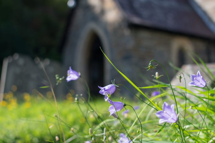 Wildflowers in a churchyard