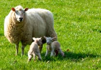 Dog owners ‘underestimate risk’ of sheep worrying