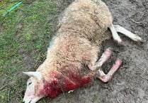 Police probe sheep killing in Powys village