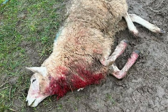Sheep