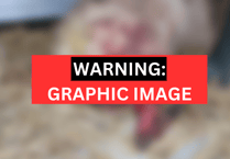 Three ewes in lamb killed in suspected dog attack