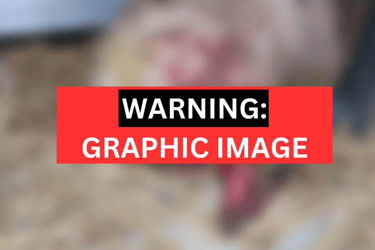 Graphic image