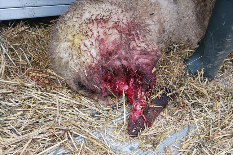 Killed ewe