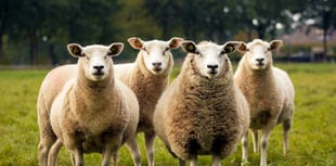 Man ordered to pay £2,300 over false information on sheep movement 