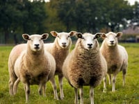 Man ordered to pay £2,300 over false information on sheep movement 