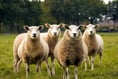 Man ordered to pay £2,300 over false information on sheep movement 