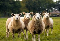 Man ordered to pay £2,300 over false information on sheep movement 