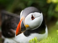 Welsh nature charities issue wildlife SOS