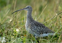 £1 million project launched to save iconic Welsh bird from extinction