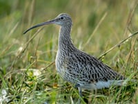 £1 million project launched to save iconic Welsh bird from extinction