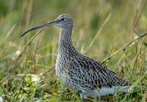 Keep dogs on leads to protect nesting curlews, says national park