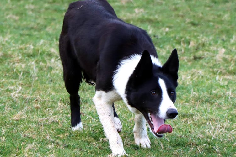 Gwyddil Ben