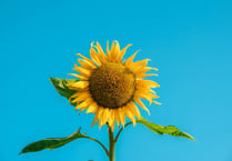 Town council announces sunflower growing challenge