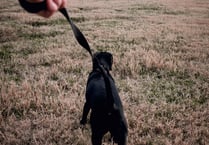 Dog owners urged to keep pets under control this Easter
