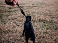 Dog owners urged to keep pets under control this Easter