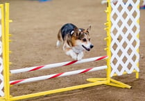 Plans lodged for a dog training facility and caravan sales site in North Powys