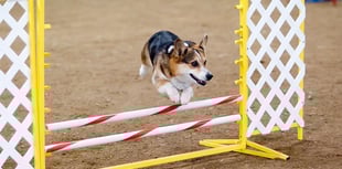 Plans lodged for a dog training facility and caravan sales site in North Powys