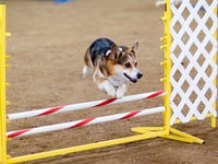Plans lodged for a dog training facility and caravan sales site in North Powys