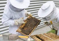 Brecon beekeeper warns fellow apiarists after hive theft