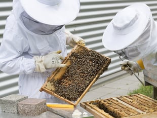 Brecon beekeeper warns fellow apiarists after hive theft
