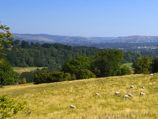 Wales launches first-ever strategy to tackle wildlife and rural crime