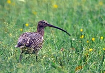 £1 million awarded for curlew recovery in Wales