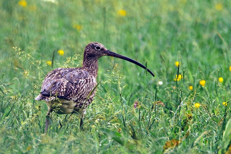 Curlew