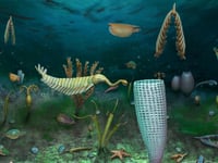 Extraordinary new fossil deposit discovered in Llandrindod Wells