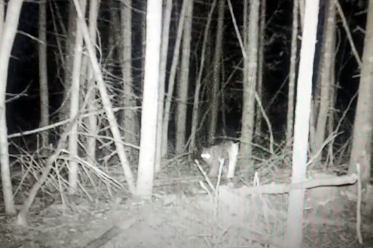 Trail cam image