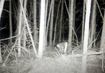 Trail camera captures unidentified creature in Mid Wales forest