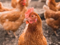 Chicken farm applications strained planning service, says manager