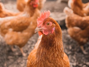 Decision on Welsh chicken farm planning applications delayed