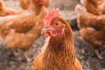 Welsh Government pauses planning applications for 12 chicken farms