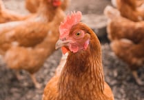 Decision on Welsh chicken farm planning applications delayed
