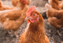 Decision on Welsh chicken farm planning applications delayed