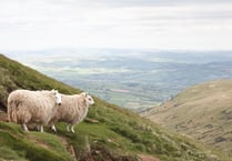 Wales launches nationwide sheep scab eradication programme