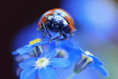 VIDEO: Picture This - Nature!