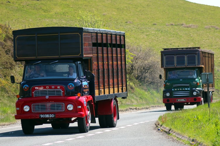 A group of stock lorries pound down the Mid Wales tarmac