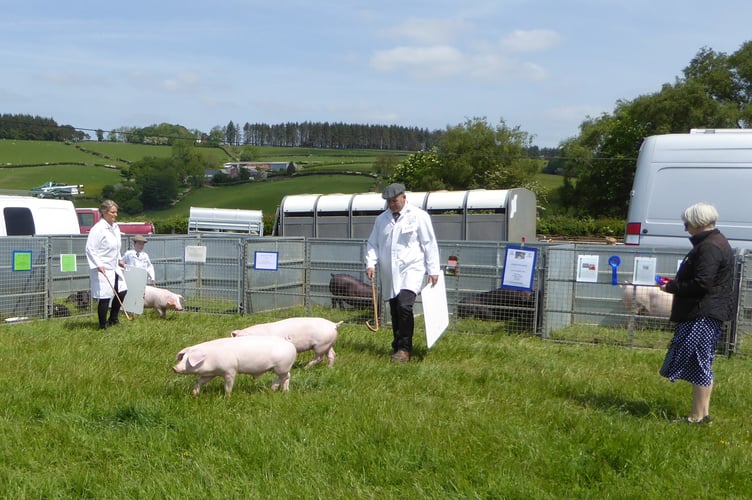 Llanbister Show 2023 - pig show
