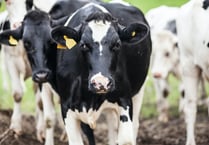 Study seeks farmers’ feedback on Bovine TB impact