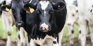 Study seeks farmers’ feedback on Bovine TB impact