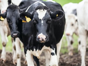 Study seeks farmers’ feedback on Bovine TB impact