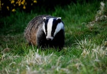 Fay Jones challenges Labour's badger cull ban stance
