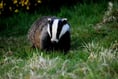 Fay Jones challenges Labour's badger cull ban stance