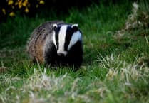 Fay Jones challenges Labour's badger cull ban stance