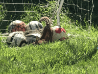 More than 100 reports of animals trapped in netting across Wales