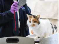 Two in three adults call for mandatory cat microchipping in Wales  