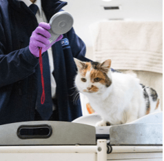 Two in three adults call for mandatory cat microchipping in Wales  