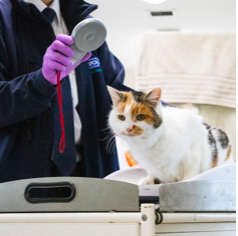 RSPCA Cymru.